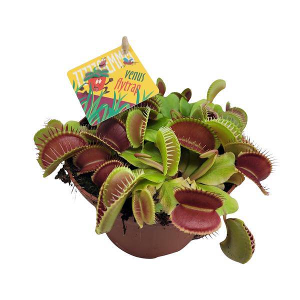 Venusfliegenfalle - Dionaea Muscipula - Zimmerpflanze - Ø12cm - ↕12cm