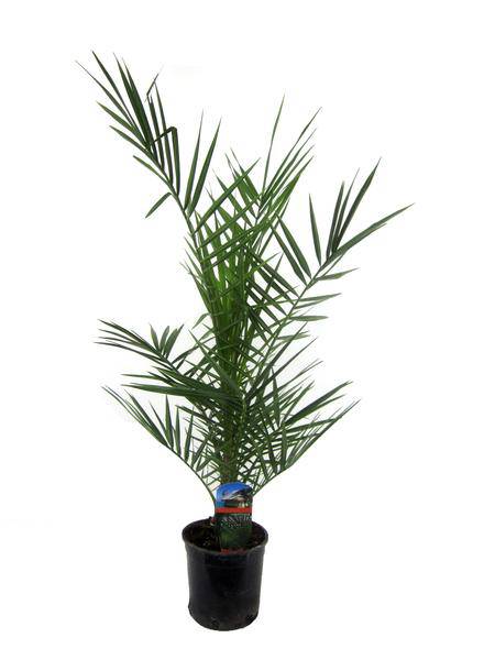 Phoenix Canariensis – Kanarische Dattelpalme – Exotische Zimmer- und Kübelpflanze – Palme für Garten, Terrasse & Wohnung – Ø15cm – ↕80cm
