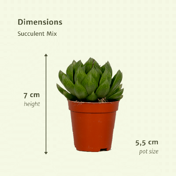 Sukkulenten Mix - 10 Stück - Ø5,5cm - ↕7cm