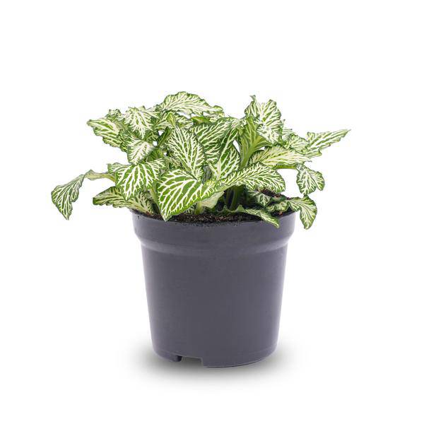 Mosaikpflanze - Fittonia White - Weißer Tiger - Terrarienpflanze - Topfgröße 8