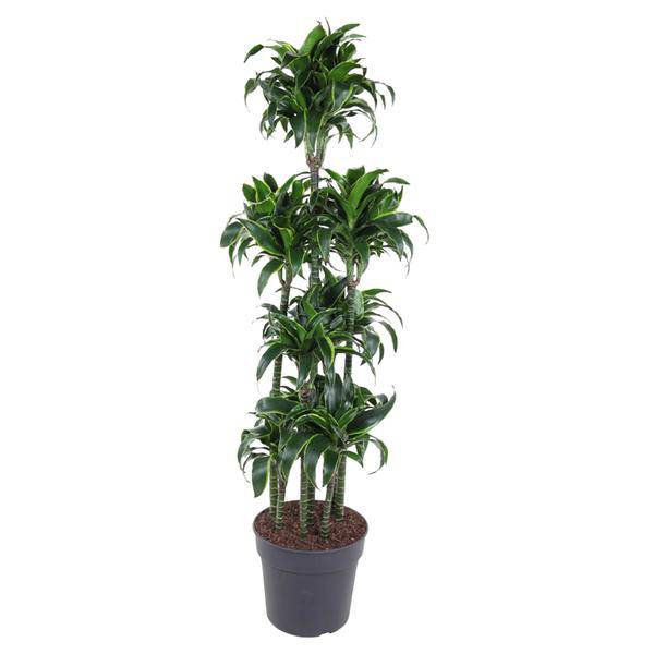 Drachenbaum - Dracaena Dorado Karussell - Zimmerpflanze - 170cm - ø34cm