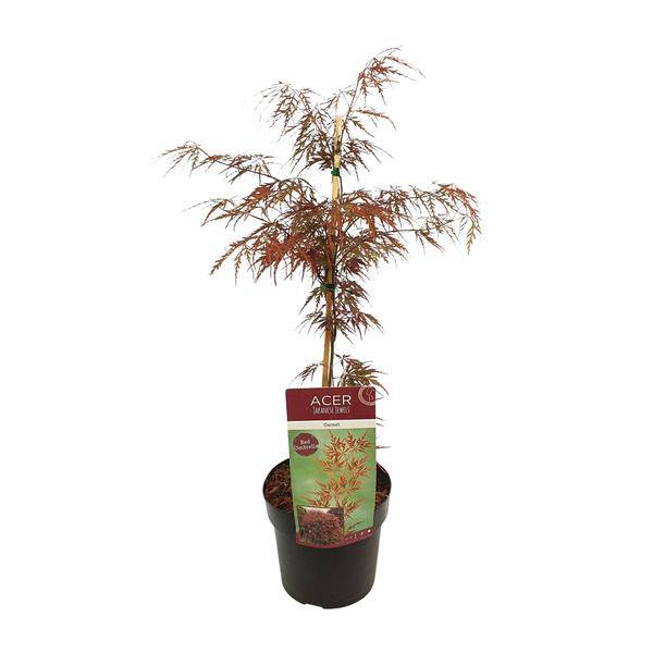 Fächerahorn - Acer palmatum. 'Granat' - Ø19cm - ↕40cm
