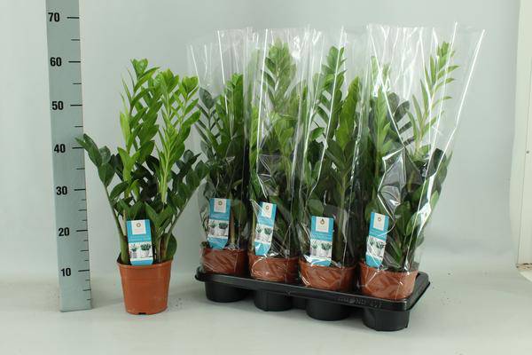 Glücksfeder - Zamioculcas - Zimmerpflanze - Ø14cm - ↕65cm