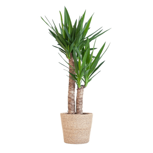 Yucca Elephantipes – Riesen-Palmlilie – Zimmerpflanze – 90 cm hoch – Ø21 cm – inkl. Korb Sofia Natur – pflegeleicht, robust, dekorativ