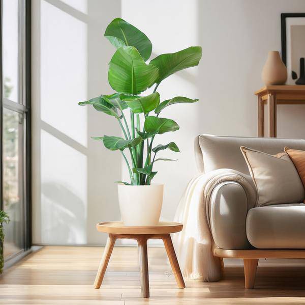 Strelitzia Nicolai – Baum-Strelitzie – Zimmerpflanze – 80 cm – Ø21 cm – inkl. Topf Viber Weiß – Große Blätter, tropisches Flair, pflegeleicht