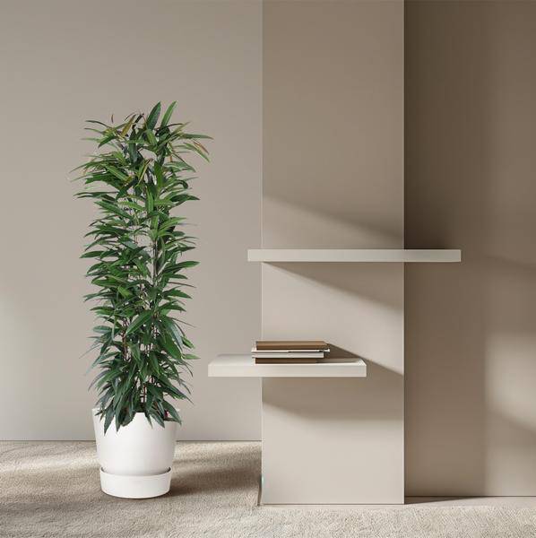 Schmalblättrige Birkenfeige – Ficus Alii King 150cm – Ø29cm – Zimmerpflanze mit langen dunkelgrünen Blättern – Elegante Dekopflanze für Wohnzimmer, Büro & Wintergarten – Pflegeleicht