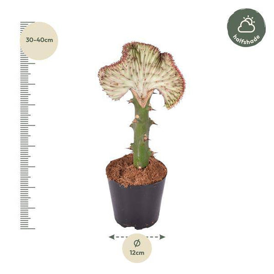 Euphorbia lactea Cristata Rot – Korallen-Wolfsmilch – Zimmerpflanze ca. 35cm – ø12cm – Exotische Sukkulente in Korallenform – Pflegeleichte Kaktuspflanze für sonnige Standorte