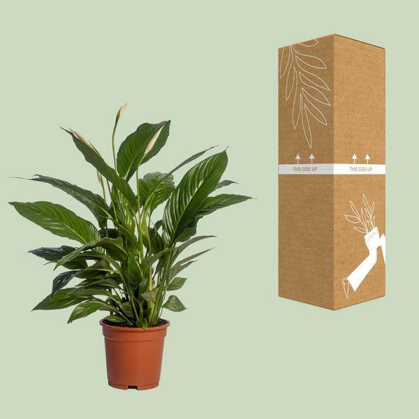 Einblatt - Spathiphyllum Vivaldi - Zimmerpflanze - Ø17cm - ↕70cm
