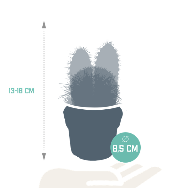 Kakteen Mix - Zimmerpflanzen - 8,5 cm - 3 Stück