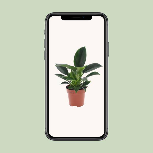 Baumfreund - Philodendron Green Princess - Zimmerpflanze - Ø12cm - ↕25cm