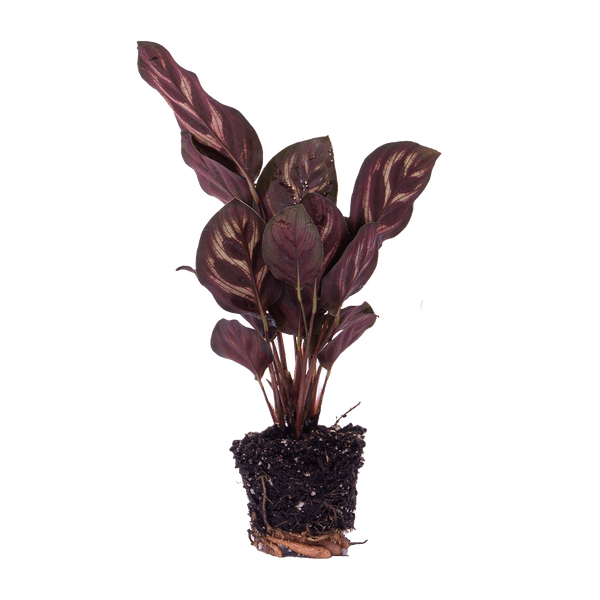 Calathea Makoyana – Pfauenpflanze – Terrarienpflanze – dekoratives Blattmuster
