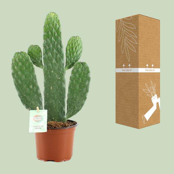 Feigenkaktus – Opuntia Rubescens Consolea – Zimmerpflanze – Ø12 cm Topf – ca. 35 cm hoch – Pflegeleicht & dekorativ – Kaktus für Wohnung & Büro