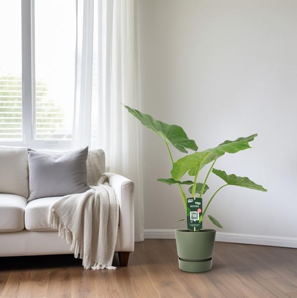 Riesenblättriges Pfeilblatt - Alocasia Macrorrhiza - Zimmerpflanze - Ø19cm - ↕70cm