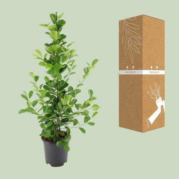 Chinesische Feige - Ficus microcarpa Moclame - Zimmerpflanze - Ø21cm - ↕95cm