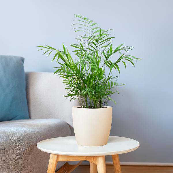 Chamadorea Elegans Mexikanische Bergpalme – Zimmerpflanze ca. 55cm – Ø17cm – Im nachhaltigen Viber Weiß Topf – Elegante, pflegeleichte Zimmerpalme