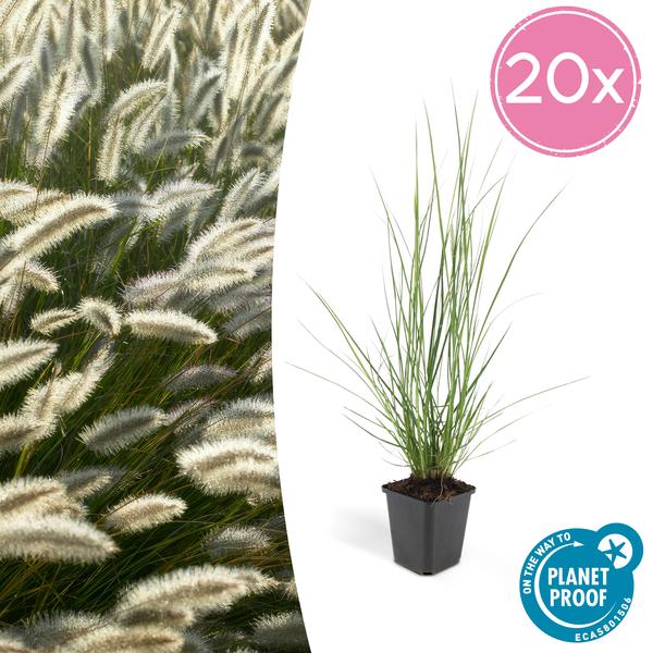 Lampenputzergras – Pennisetum alopecuroides 'Hameln' – ↕10-25cm – Ø9cm – 20 Pflanzen – Pflegeleichte Ziergräser mit cremigen Blüten – Für Beete & Töpfe