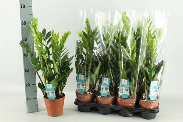 Glücksfeder - Zamioculcas - Zimmerpflanze - Ø14cm - ↕65cm