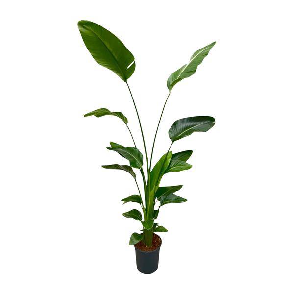 Baum-Strelitzie - Strelitzia Nicolai - Zimmerpflanze - 175 cm - ⌀24cm