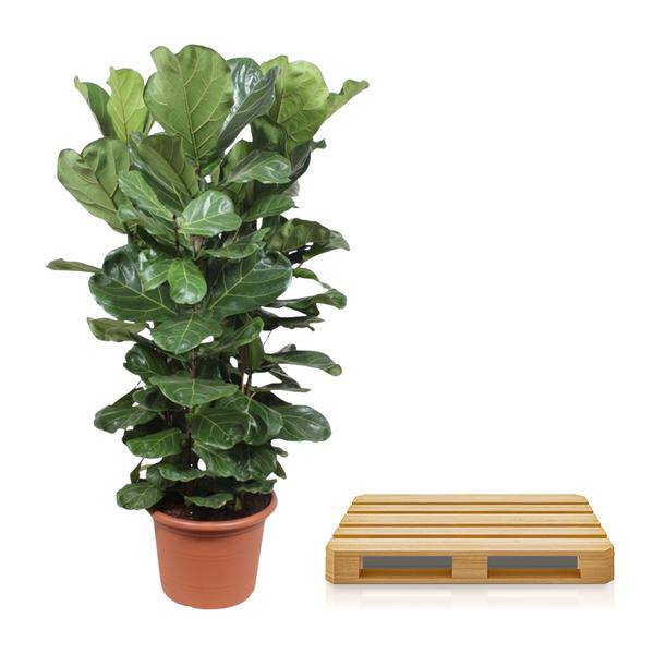 Echte Feige - Ficus Lyrata - 180cm - ø45cm