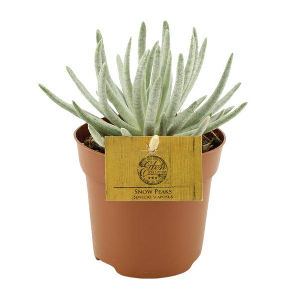 Kreuzkraut - Senecio Scaposus - Zimmerpflanze - Ø10,5cm - ↕15cm