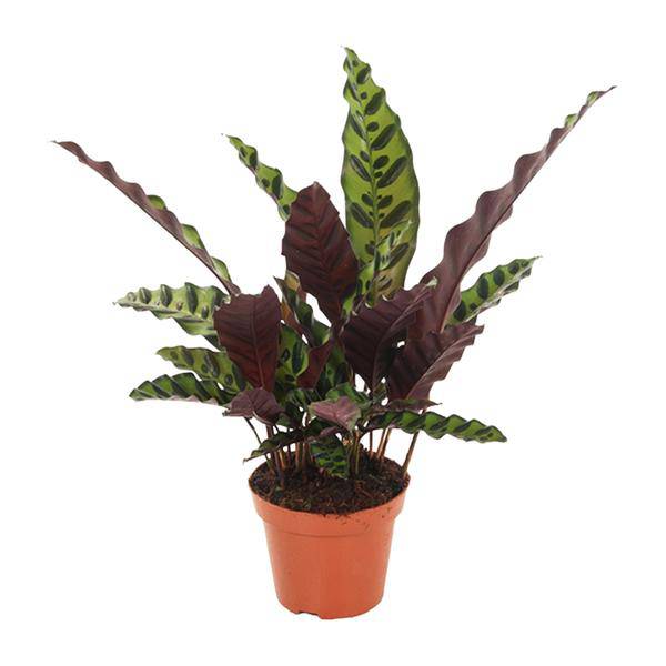 Lanzenblättrige Korbmarante - Calathea Insignis - Zimmerpflanze - Ø12cm - ↕50cm