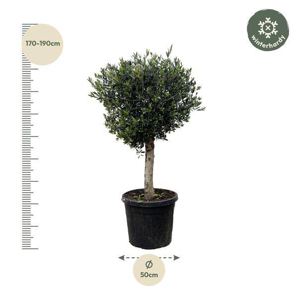 Olivenbaum - Olea Europaea Lorc - 180cm - Ø50cm