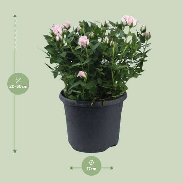 Rose - Topfrose Jewel Patio Baby - Zimmerpflanze - Ø17cm - ↕30cm
