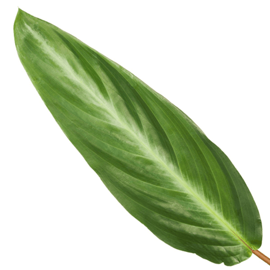 Calathea Stripestar – Korbmarante – Ø12cm – 40cm hoch – Zimmerpflanze mit dekorativen Blättern – Luftreinigend & pflegeleicht