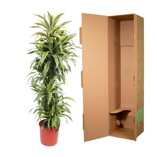 Drachenbaum - Dracaena Lemonlime - Zimmerpflanze - 170cm - ø34cm