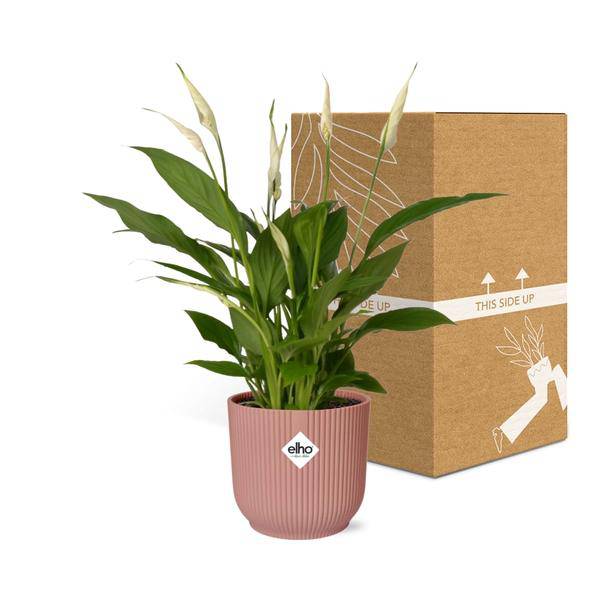 Einblatt - Spathiphyllum Torelli - Zimmerpflanze - 12cm + Topf Vibes Fold 14cm Rosa