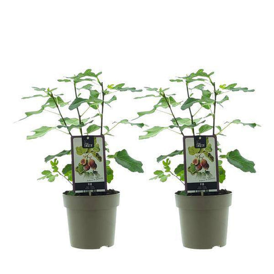 Ficus Precose De Dalmation – Feigenbaum – 2er Set – Ø15cm – Ca. 40cm Höhe – Pflegeleichte Zimmerpflanze mit glänzendem, tropischem Laub