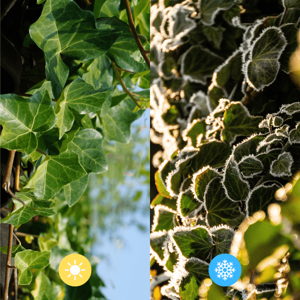 Hedera Hibernica – Efeu Fertighecke – Höhe ca. 150cm – Dichte Sichtschutzhecke – Sofortiger Sichtschutz für Garten & Terrasse