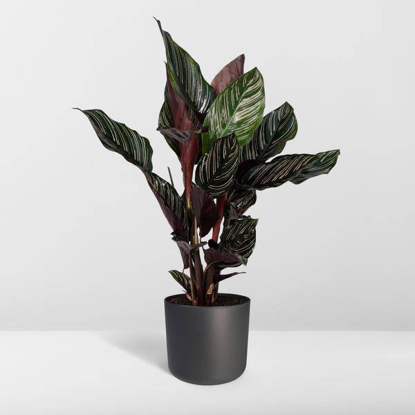 Korbmarante Calathea Ornata – Zimmerpflanze Ø14cm – ca. 50cm hoch – Exotische Blattzeichnung – Pflegeleichte Zimmerpflanze für Zuhause & Büro