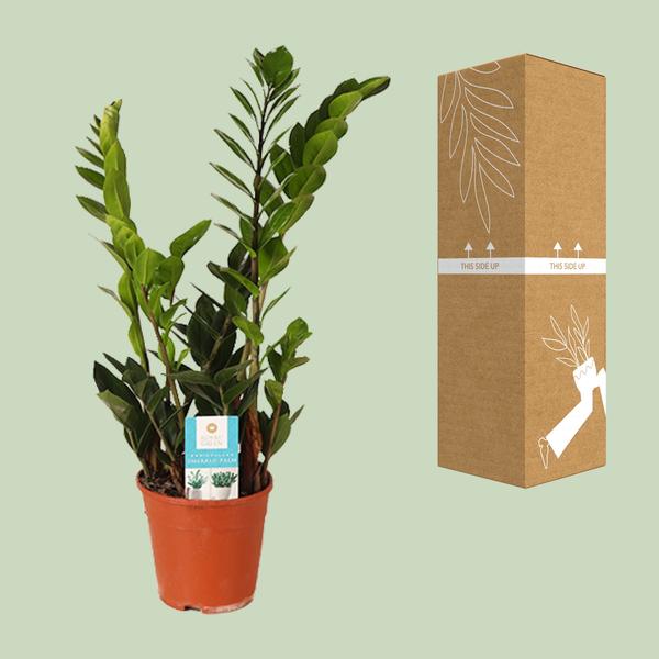 Glücksfeder Zamioculcas Zamiifolia – Zimmerpflanze im Ø14 cm Topf – ca. 45 cm hoch – Pflegeleicht & luftreinigend – Ideal für Halbschatten & wenig Licht