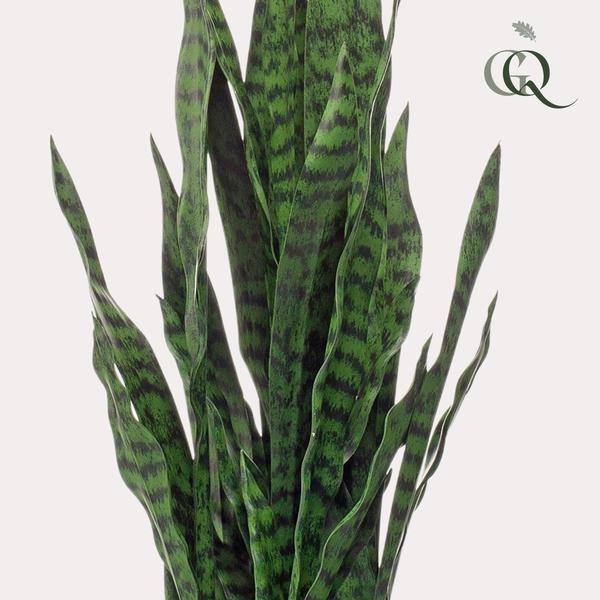 Kunstpflanze - Sanseveria schwarze Koralle - Frauernzunge - 97 cm