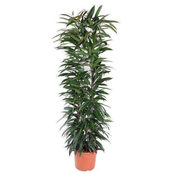 Schmalblättrige Birkenfeige – Ficus Alii King 150cm – Ø29cm – Zimmerpflanze mit langen dunkelgrünen Blättern – Elegante Dekopflanze für Wohnzimmer, Büro & Wintergarten – Pflegeleicht