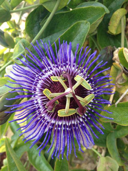 Passionsblume - Passiflora Violett 'Purple Haze' - Ø15cm - ↕65cm