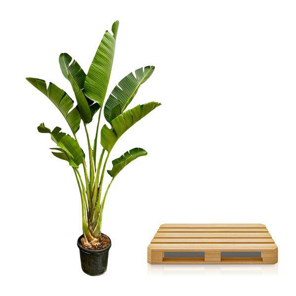 Baum-Strelitzie – Strelitzia Augusta – Zimmerpflanze – 250cm – Ø45cm – Weißer Paradiesvogel mit großen Blättern und exotischen Blüten für Wohnzimmer, Wintergarten und Büro
