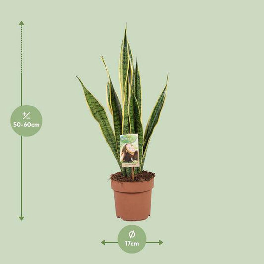 Bogenhanf - Sansevieria Trifasciata Laurentii - Zimmerpflanze - Ø17cm - ↕60cm