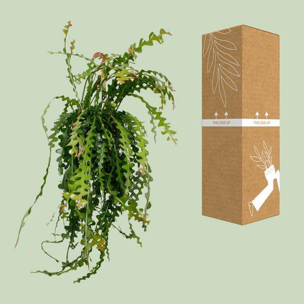 Sägeblattkaktus - Epiphyllum Anguliger - Zimmerpflanze - Ø21cm - ↕50cm