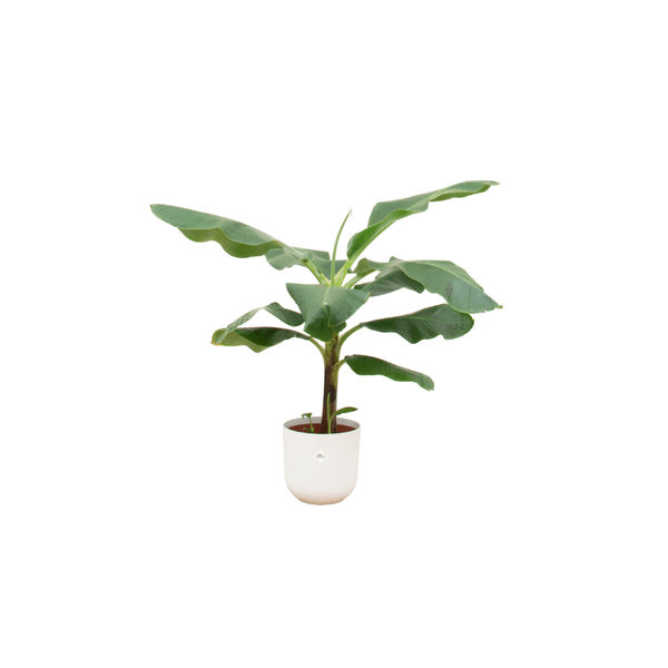 Bananenstaude - Musa - Ø23cm - ↨100cm + Topf Jazz Weiß