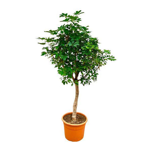 Strahlenaralie – Schefflera auf Stiel – Zimmerpflanze 210cm – Ø45cm – Immergrüne XXL-Grünpflanze mit handförmigen Blättern – Tropische Kübelpflanze für Wohnzimmer & Büro – Pflegeleicht
