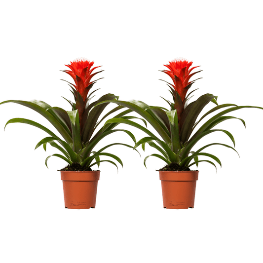 Guzmania Hope – Bromelie – 2 Zimmerpflanzen Ø12cm – ca. 40cm hoch – Tropische Blühpflanze mit leuchtend gelber & roter Blüte – Exotische Dekopflanze für Wohnzimmer, Büro & Schlafzimmer