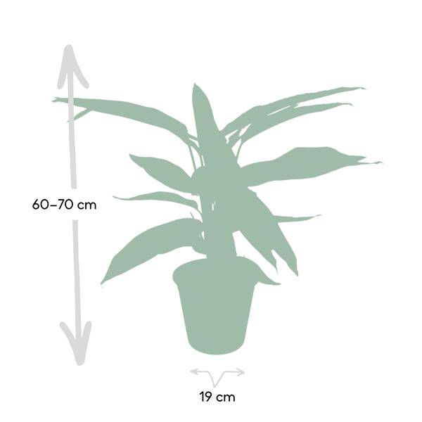Calathea Triostar - Pfauenpflanzet - Ø19cm - ↕70cm - Oasis of Life