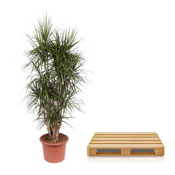 Drachenbaum - Dracaena Marginata - Zimmerpflanze - 190cm - ø35cm