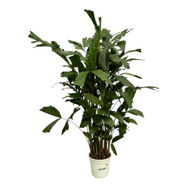 Fischschwanzpalme – Caryota Mitis – Tropische Zimmerpflanze ↕120cm – Ø19cm – Exotische Palme mit gefiederten Blättern – Elegante Grünpflanze für Wohnzimmer, Büro & Bad