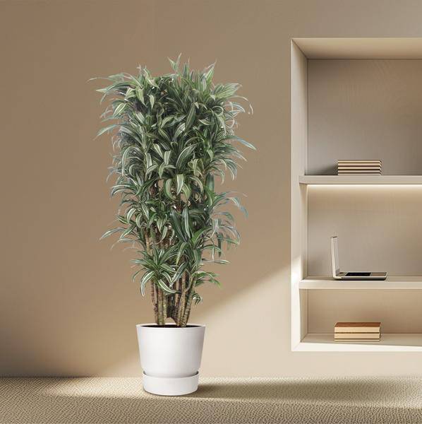Drachenbaum - Dracaena Warneckei compacta - Zimmerpflanze - 150cm - ø30cm