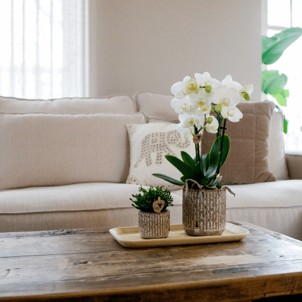 Phalaenopsis-Orchidee Amabilis Weiß in Jaguar-Ziertöpfen auf Bambustablett + Grünpflanze - Geschenkset