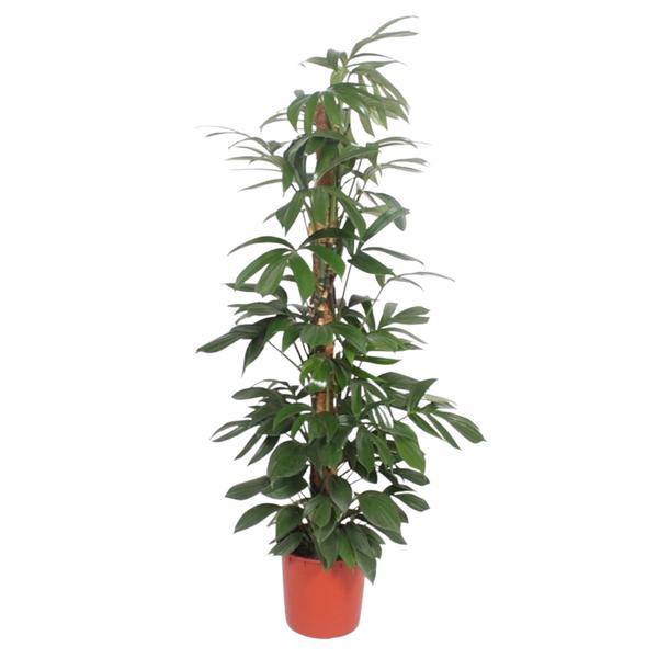 Baumfreund - Philodendron Dragontail - Moosstock - Zimmerpflanze - 220cm - ø34cm