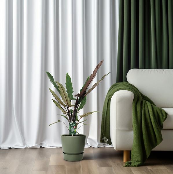 Elefantenohr – Alocasia Lauterbachiana – Zimmerpflanze – Ø19cm – ↕80cm - Exotische Pflanze mit gezackten Blättern – Blickfang für Wohnzimmer & Büro